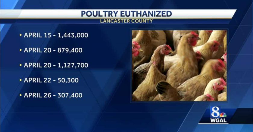 Avian flu confirmed at fifth facility in Lancaster County – WGAL Susquehanna Valley Pa.