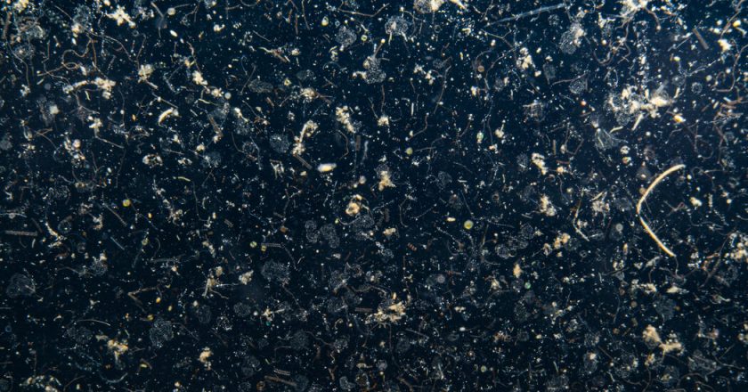 In the Ocean, It’s Snowing Microplastics – The New York Times