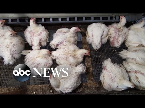 1st human case of bird flu detected in US – ABC News