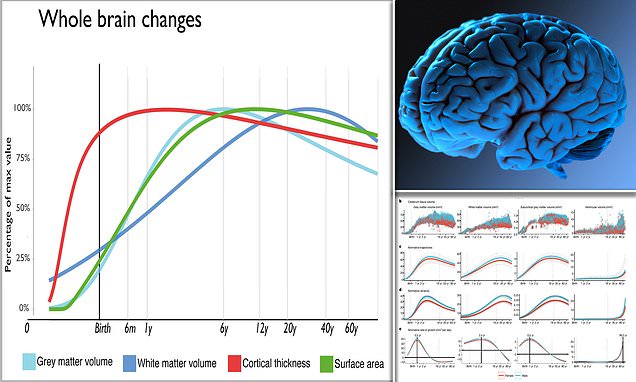 Brain charts map the rapid growth and slow decline of the human brain – Daily Mail