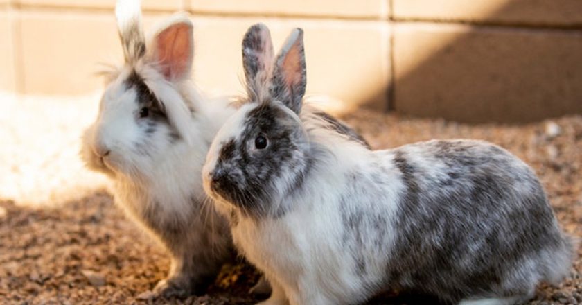 Deadly rabbit disease hitting southern Arizona – KOLD