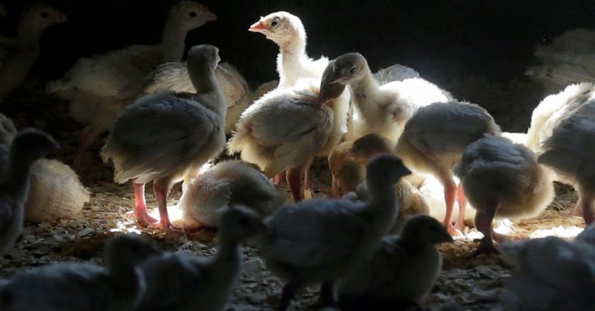 Bird flus grisly question: how to kill millions of poultry – ABC News