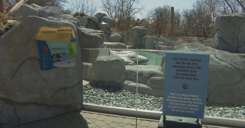 Denver Zoo moves birds inside to protect them from avian flu – 9News.com KUSA