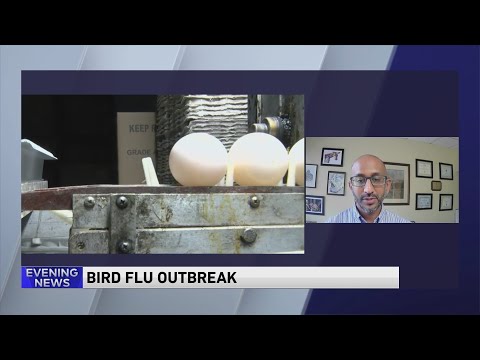 Expert discusses limiting avian flu outbreak in Chicagos birds – WGN News