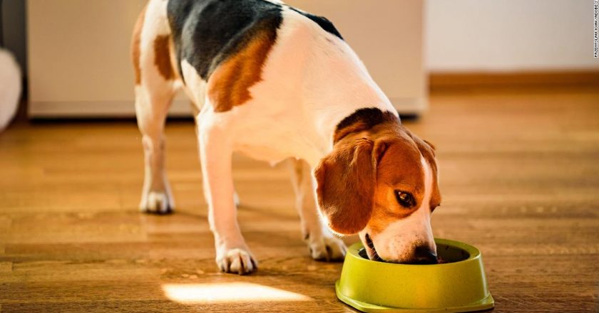 How often you wash your dogs bowl can affect your health, too, study says – CNN