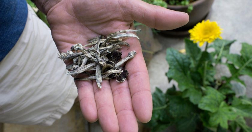 Psilocybin Therapy Changes Brain Wiring in Depressed People, Study Finds – Gizmodo