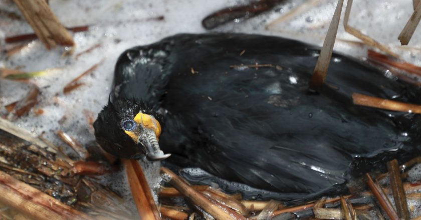 Hundreds of birds found dead, likely from avian flu, at Bakers Lake near Barrington: Ive never seen anything like this. – Chicago Tribune