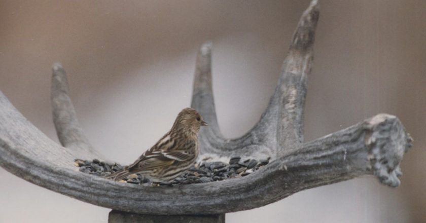 Dont feed birds this spring! – FOX 9 Minneapolis-St. Paul