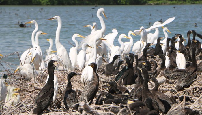 Hundreds of birds dead, dying from Avian Flu in Barrington – WGN TV Chicago