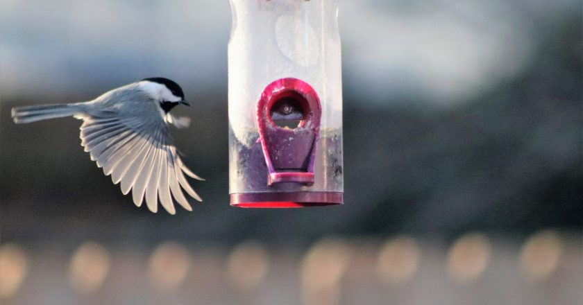 Take Down Your Bird Feeders To Stop Spread Of Bird Flu, U Of M Raptor Center Says – CBS Minnesota