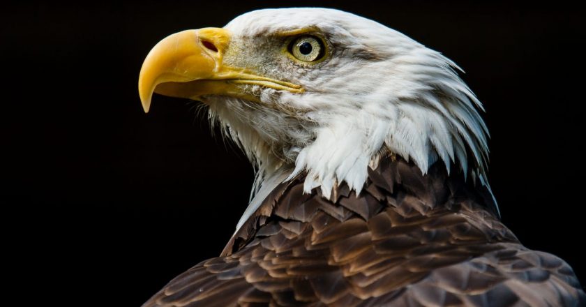 Surging Bird Flu Cases in the U.S. Have Come for the Bald Eagle – Gizmodo