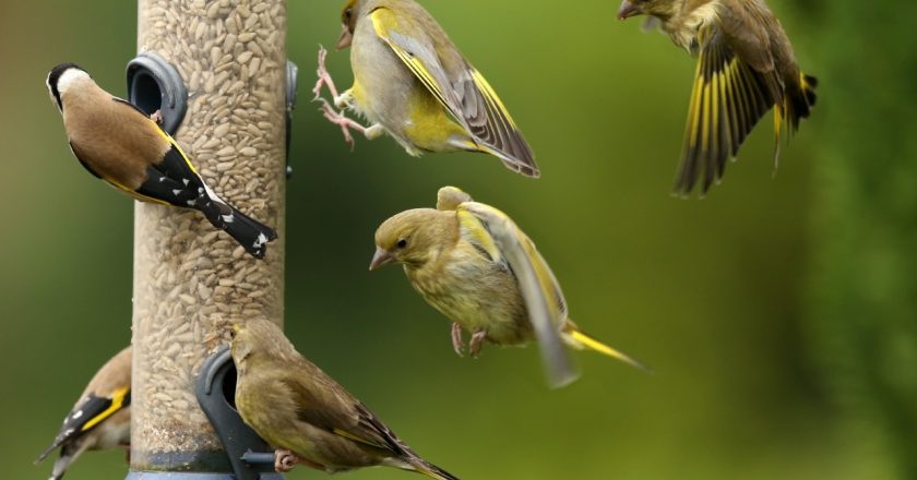 DNR suggests skipping the bird feeder this year – WOODTV.com