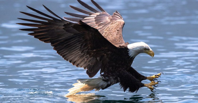 Bald Eagles Are The Latest Victims Of Deadly Bird Flu Spreading Across U.S. – HuffPost