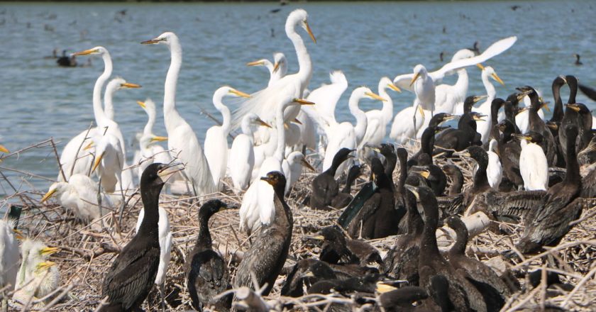 Over 200 birds die in a week from flu outbreak at forest preserve in Barrington – Lake and McHenry County Scanner