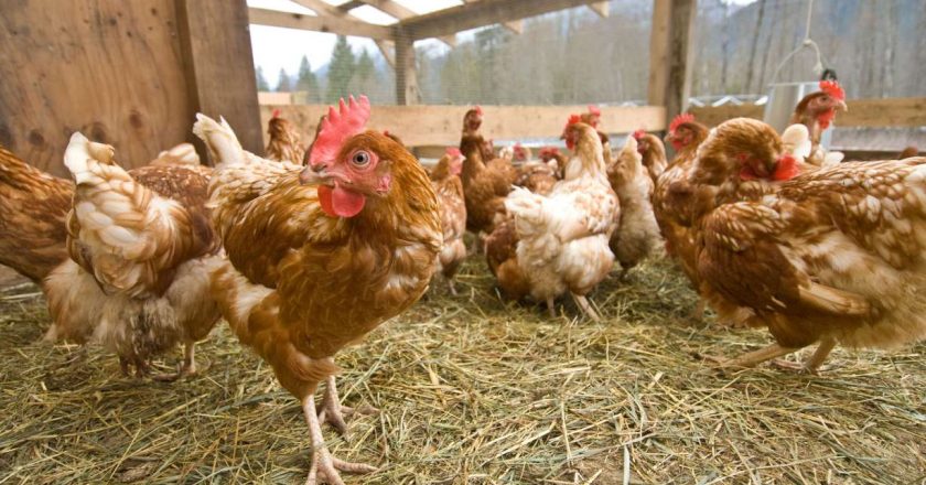 New bird flu cases identified in Pennsylvania and Utah, USDA says – KSL.com