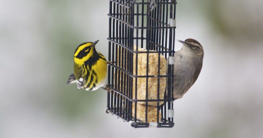 Why experts say you should immediately stop filling birdfeeders – AL.com