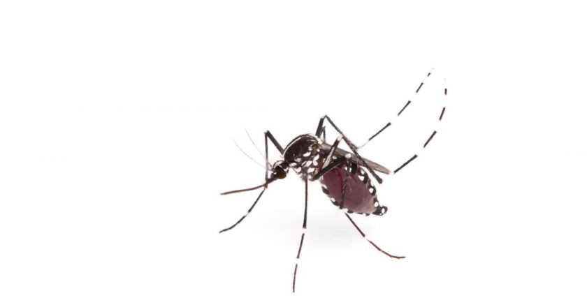 Genetically Modified Mosquitoes Work as Intended – Newser