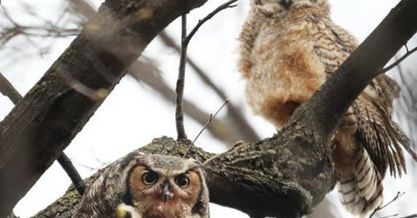 Avian flu outbreak causing unprecedented deaths in wild Minnesota birds, eagles – Star Tribune