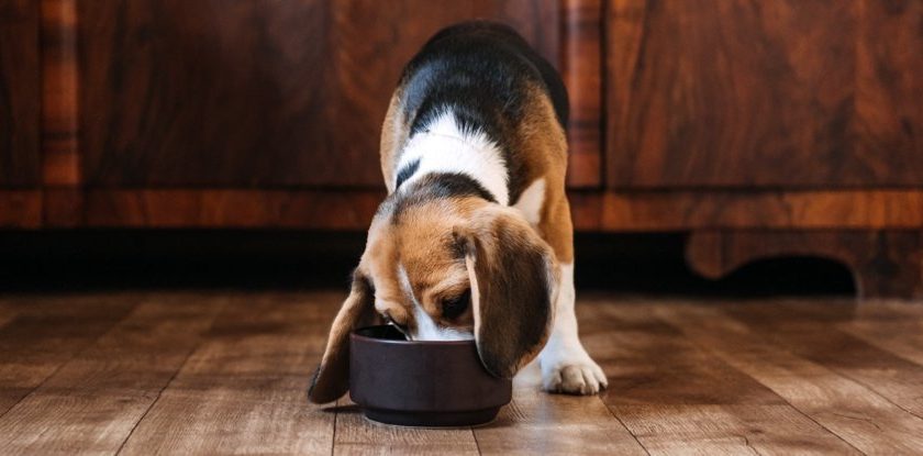 How Often Should You Feed Your Dog? Giant Study Reveals a Surprising Answer – ScienceAlert