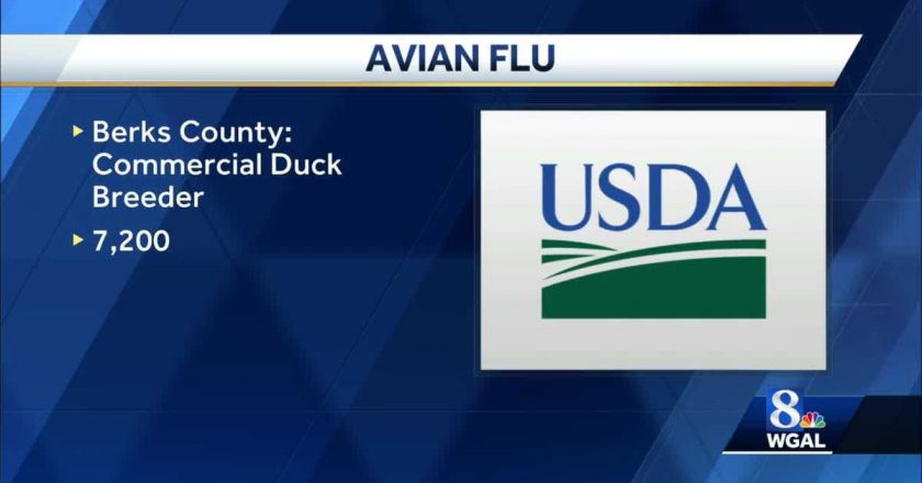 Avian flu update in Berks County – WGAL Susquehanna Valley Pa.