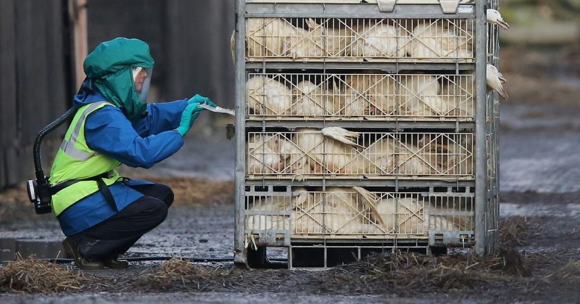 Worried about bird flu? Heres what it is, what to know about its symptoms – Yahoo News