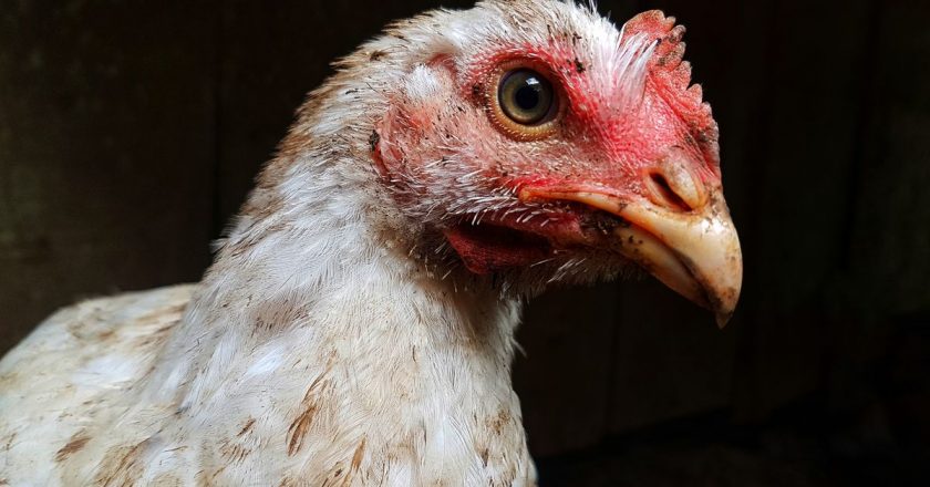 The horrific bird flu that has wiped out 36 million chickens and turkeys, explained – Vox.com