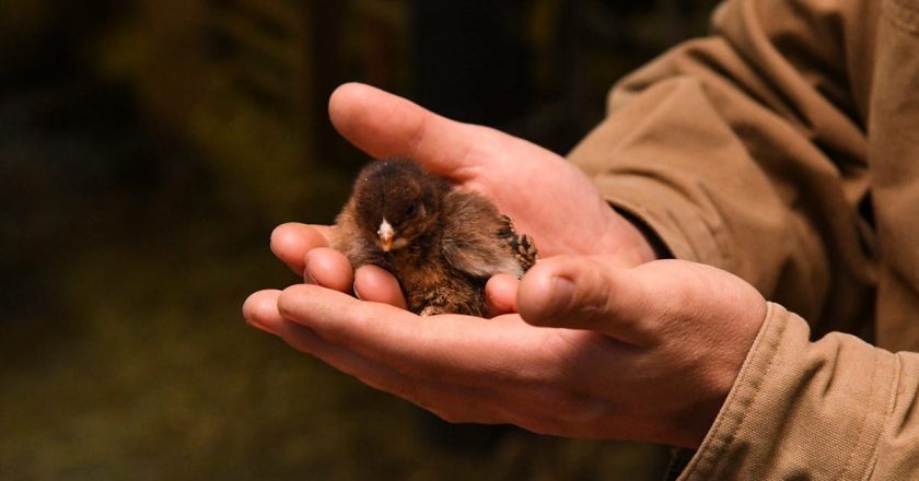 Bird influenza cases spreading across Michigan; latest is in Oakland County – Detroit News