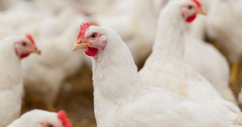 More than 1 million chickens to be euthanized after avian influenza detected in Weld County – 9News.com KUSA