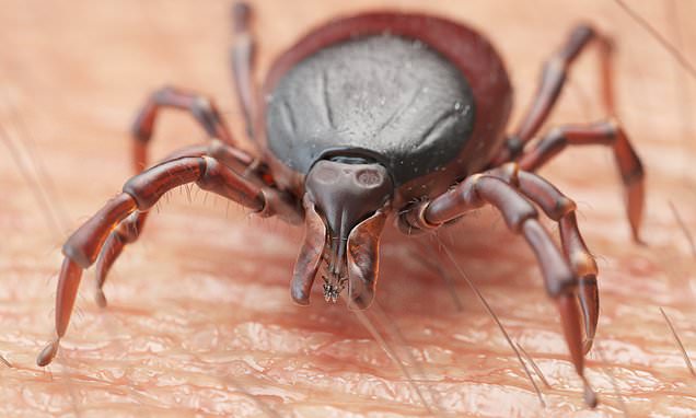 Connecticut man suffers from deadly brain infection cause by Powassan virus – Daily Mail