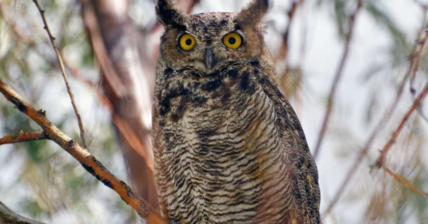 National avian flu outbreak detected in Utah wild birds for 1st time – KSL.com