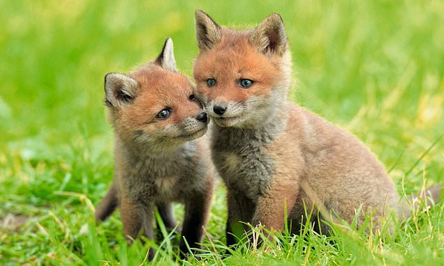 Baby fox tests positive for BIRD FLU in Minnesota, officials reveal – Daily Mail