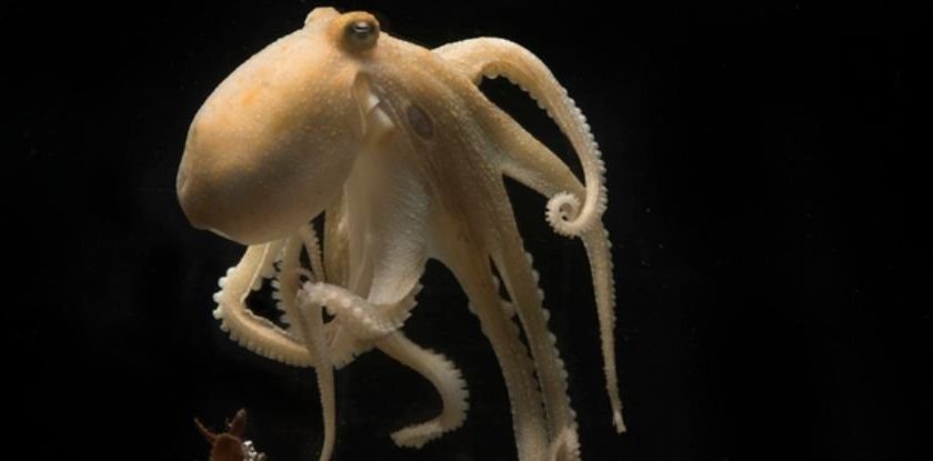 Octopuses Tragically Destroy Themselves After Mating. We May Finally Know Why – ScienceAlert