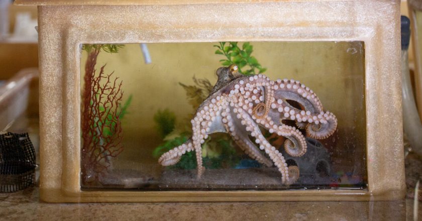 The Trigger That Makes an Octopus Mom Self-Destruct – The New York Times